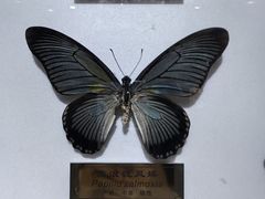 -上海昆虫博物馆