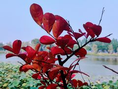 -艾溪湖湿地公园