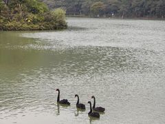 -广州白江湖森林公园