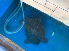 -广东惠东海龟国家级自然保护区
