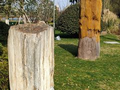 -昆山城市生态森林公园