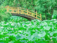 -同里国家湿地公园