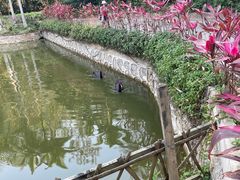 -西双版纳原始森林公园