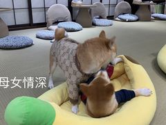 -逗柴咖啡屋·狗咖猫咖宠物桌游