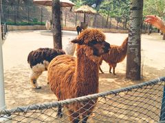 -大连森林动物园