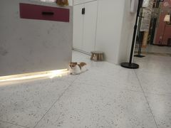 -喵园·猫主题咖啡厅·撸猫·猫咖(国贸店)