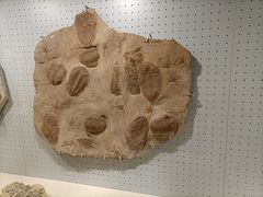 -辽宁古生物博物馆
