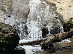 -天目山大树王景区