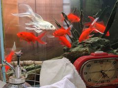 -懒鱼时光馆(沙坪坝店)
