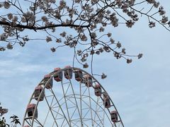 -顾村公园