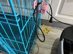 -安安宠物医院(情缘分院)