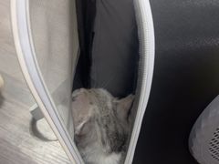 -读宠于你·约克夏比熊·睫角守宫·爬宠售卖(高新店)