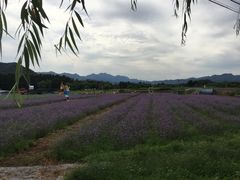 -北京东方普罗旺斯薰衣草庄园