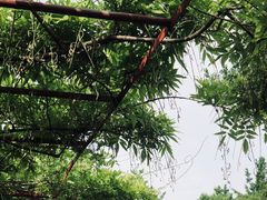 -嘉定紫藤园