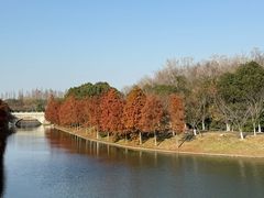 -上海海湾国家森林公园