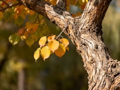 -王顺山国家森林公园