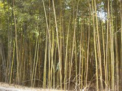 -鲁山国家森林公园