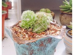-金陵花卉交易市场