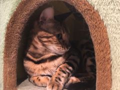 -猫小院猫主题餐厅(三里屯店)