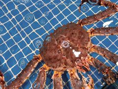 -三亚火车头万人海鲜广场