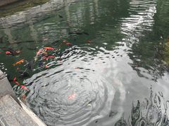 -老板恋上鱼(恒隆广场店)