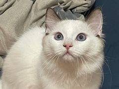 -杨记隆府重庆江湖菜(太古里旗舰店)