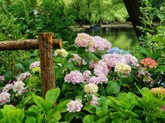 -上海共青森林公园