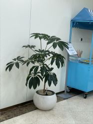 -上海伊莱美医疗美容医院