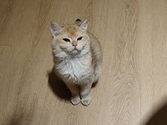 -猫腻·猫咖·撸猫馆(星光大道店)