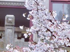 -武汉大学-樱园