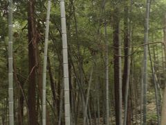 -潜山国家森林公园
