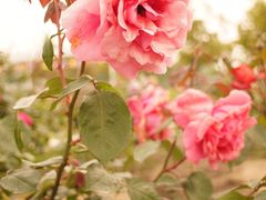 -嘉北郊野公园