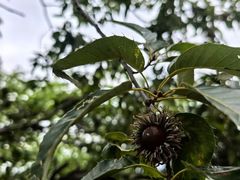 -阳台山自然风景区