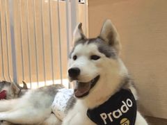 -Husky Go! 哈士奇体验馆·宠物咖啡厅狗咖