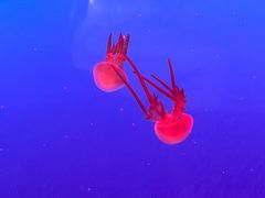 -梦幻海洋王国(吾悦广场张家港店)
