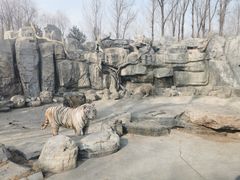 -北京野生动物园