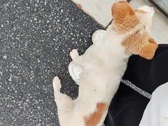 -狮麟驾校