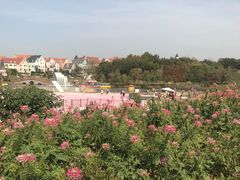 -大塘金香草谷