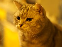 -平行世界·猫咖(首经贸店)