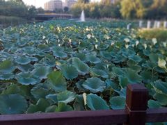 -前关湿地公园