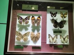 -上海昆虫博物馆