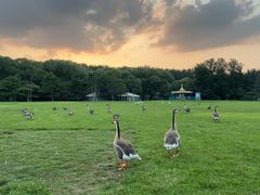 -银树楼(紫玉山庄东区店)