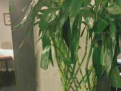 -峨嵋酒家(牡丹园店)