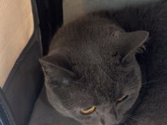 -艾贝尔宠物医院·24H转诊中心·肿瘤猫专科(江宁双龙店)