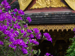 -曼听御花园