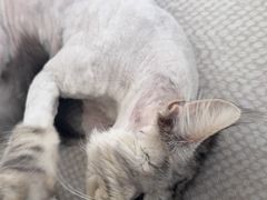 -四月宠物医院·猫专科·心脏专科·内科(转塘店)
