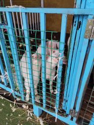 -小蜜蜂农场(凯德七宝购物广场店)