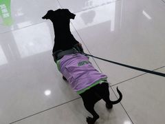 -艾贝尔宠物医院·24H转诊中心·肿瘤猫专科(江宁双龙店)