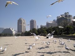 -台场海滨公园船码头