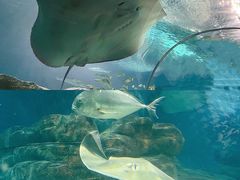 -上海海洋水族馆